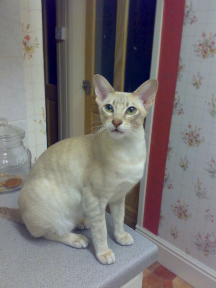 Picture of a cat / kitten / feline