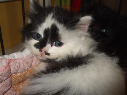 Picture of a cat / kitten / feline