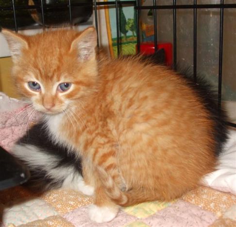 Picture of a cat / kitten / feline