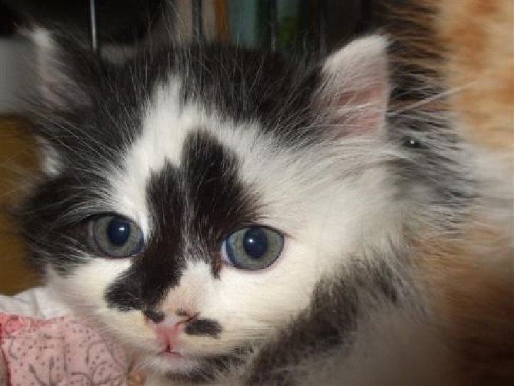 Picture of a cat / kitten / feline