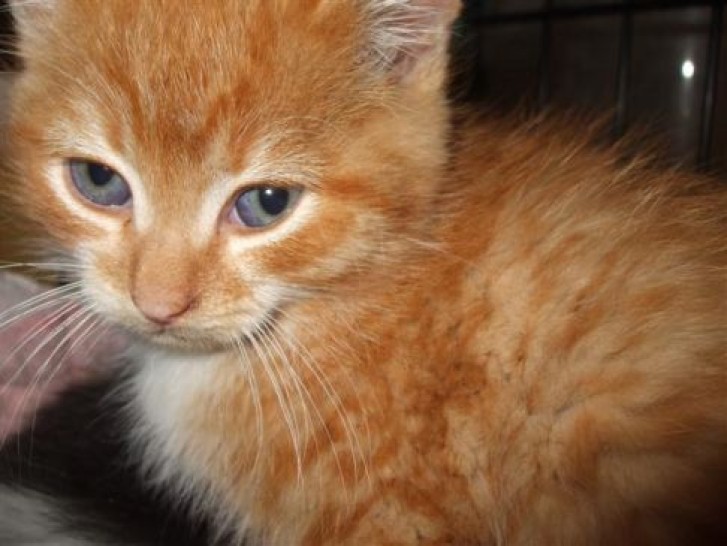 Picture of a cat / kitten / feline