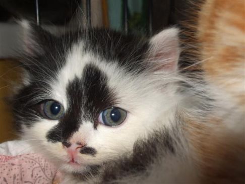 Picture of a cat / kitten / feline