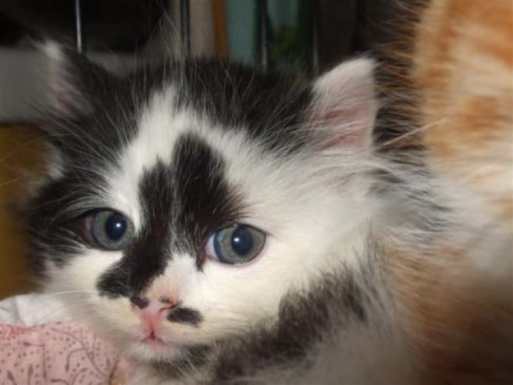 Picture of a cat / kitten / feline