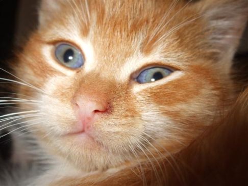 Picture of a cat / kitten / feline