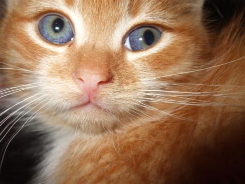 Picture of a cat / kitten / feline