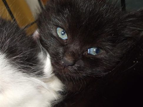 Picture of a cat / kitten / feline