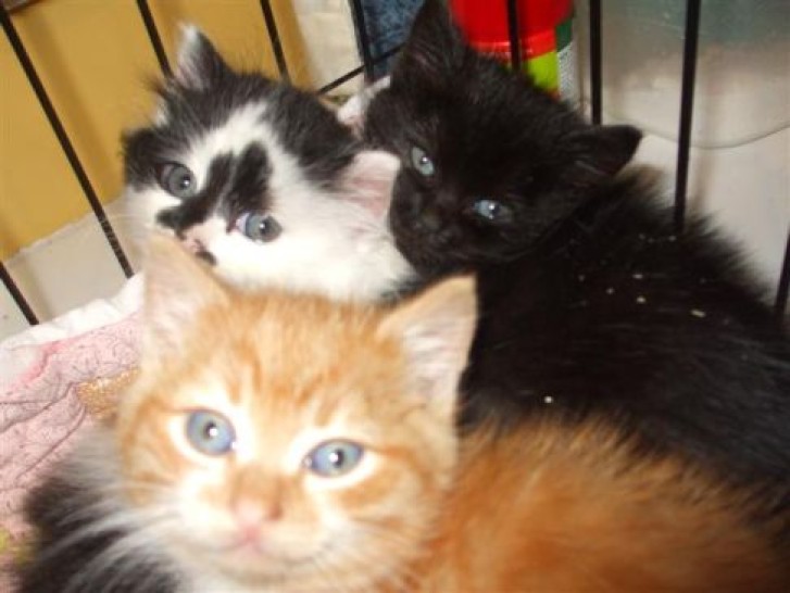 Picture of a cat / kitten / feline