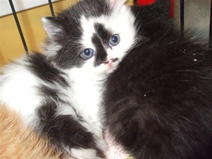 Picture of a cat / kitten / feline