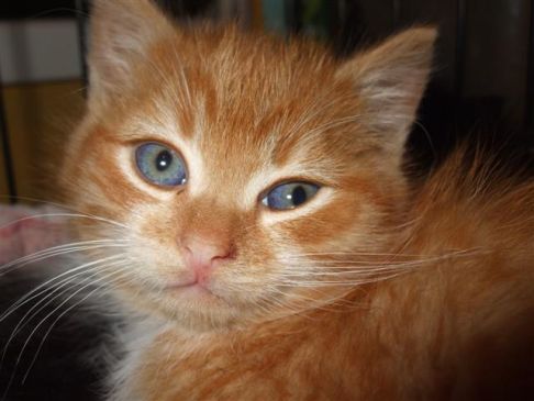 Picture of a cat / kitten / feline