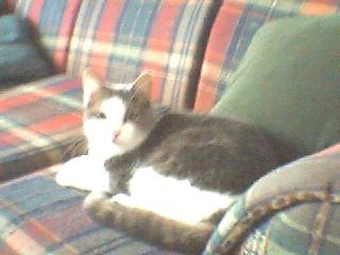 Picture of a cat / kitten / feline