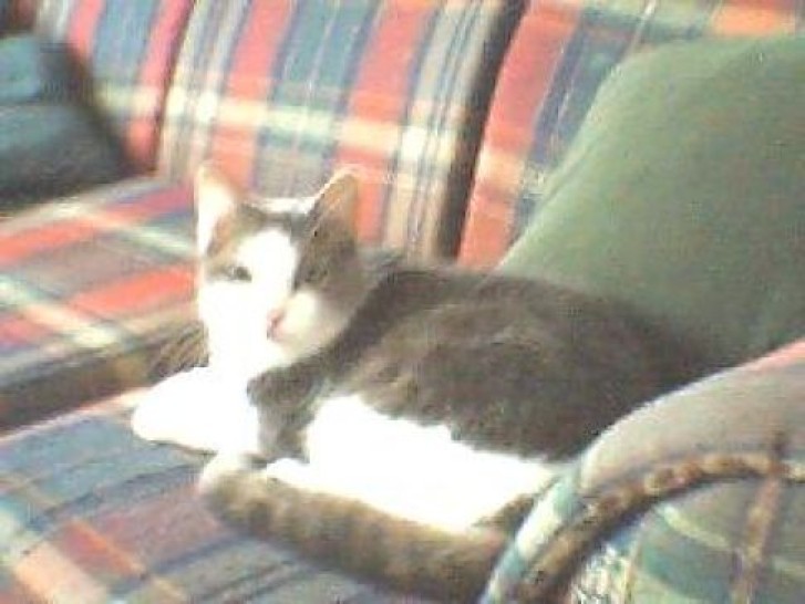 Picture of a cat / kitten / feline