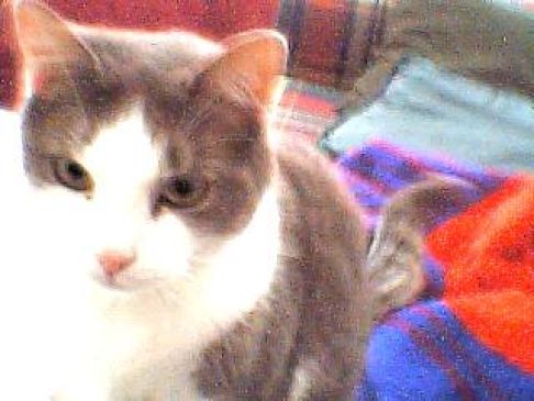 Picture of a cat / kitten / feline