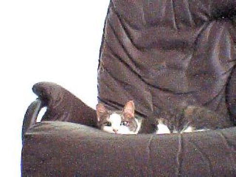 Picture of a cat / kitten / feline