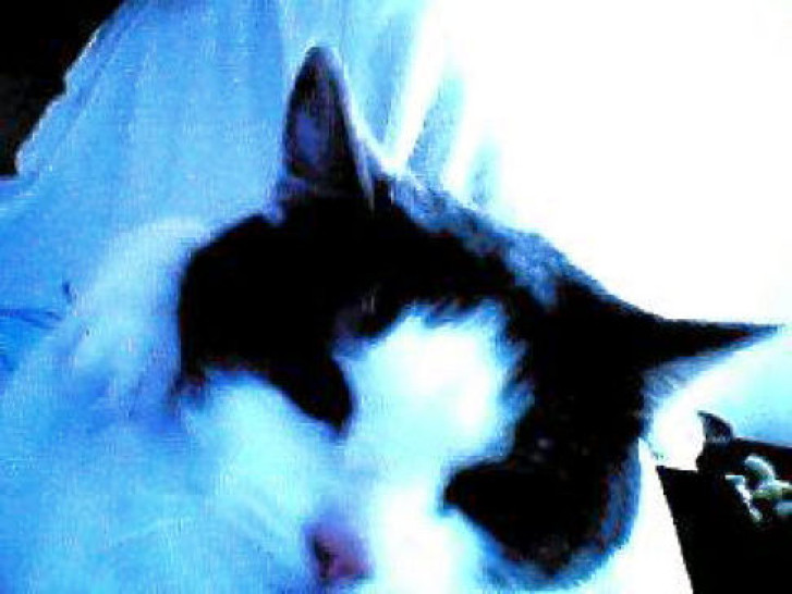 Picture of a cat / kitten / feline