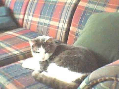 Picture of a cat / kitten / feline