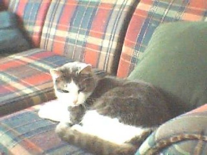 Picture of a cat / kitten / feline