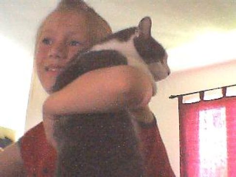 Picture of a cat / kitten / feline