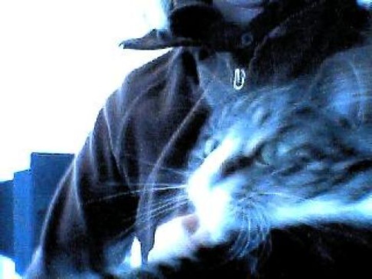 Picture of a cat / kitten / feline