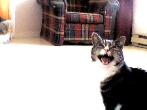 Picture of a cat / kitten / feline