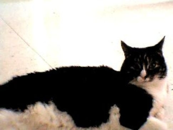 Picture of a cat / kitten / feline