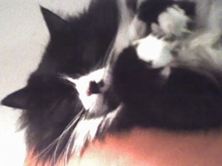 Picture of a cat / kitten / feline