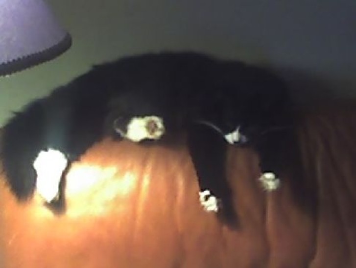 Picture of a cat / kitten / feline