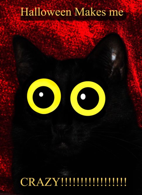 Picture of a cat / kitten / feline