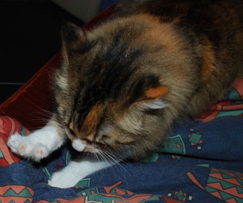 Picture of a cat / kitten / feline