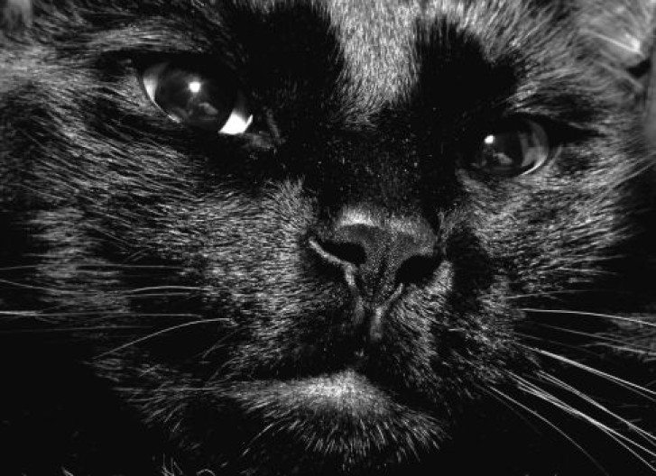 Picture of a cat / kitten / feline