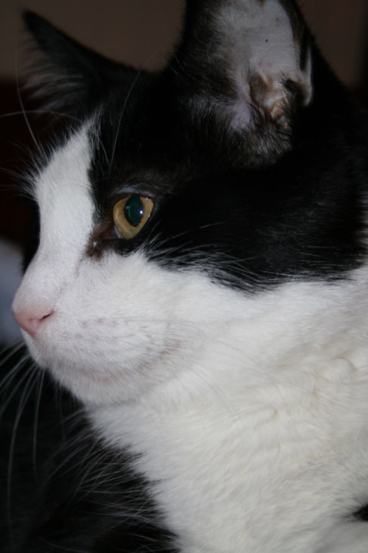 Picture of a cat / kitten / feline