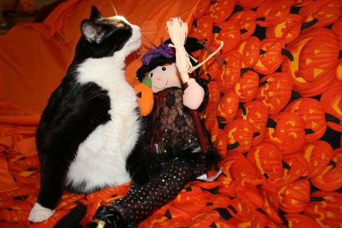 Picture of a cat / kitten / feline