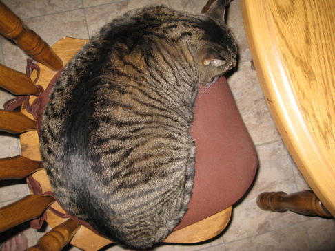 Picture of a cat / kitten / feline