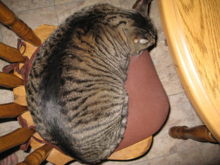 Picture of a cat / kitten / feline