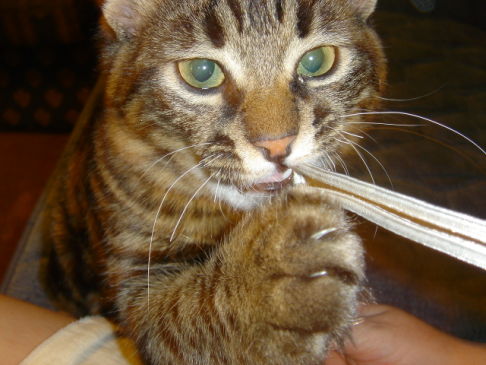 Picture of a cat / kitten / feline