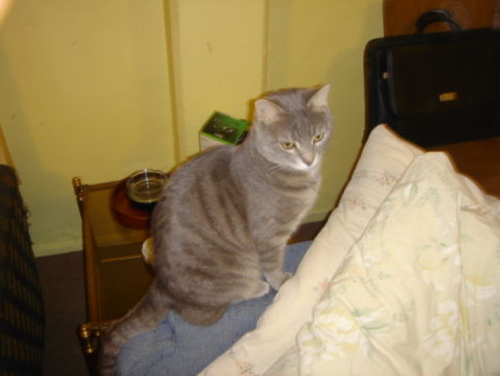 Picture of a cat / kitten / feline