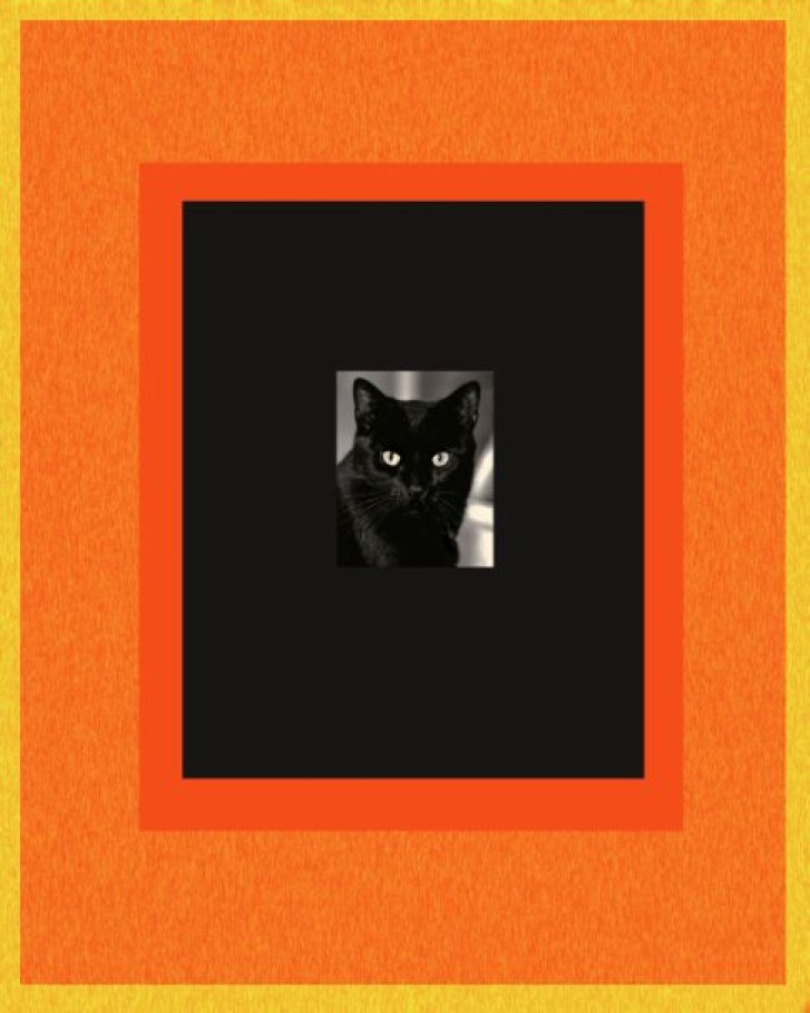 Picture of a cat / kitten / feline