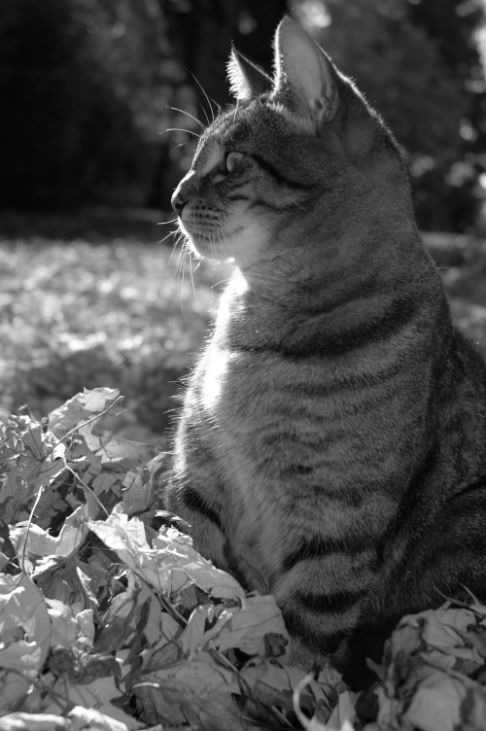 Picture of a cat / kitten / feline