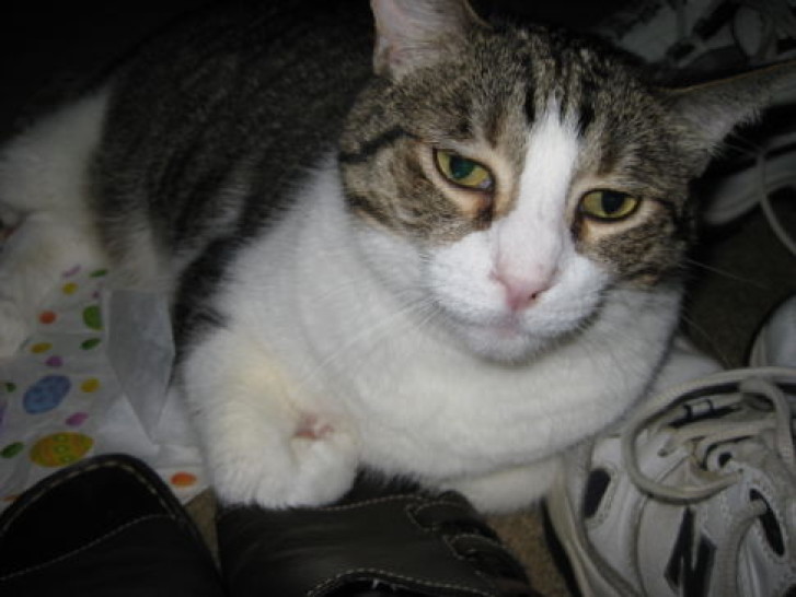 Picture of a cat / kitten / feline