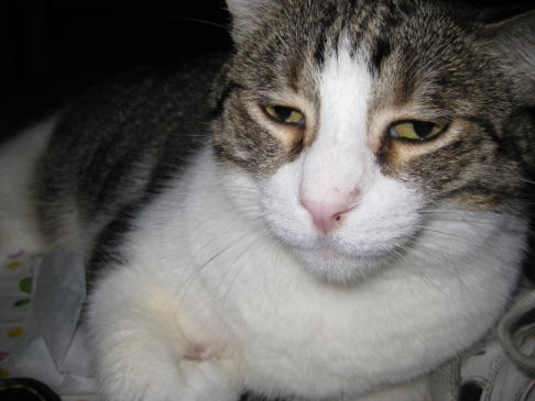 Picture of a cat / kitten / feline