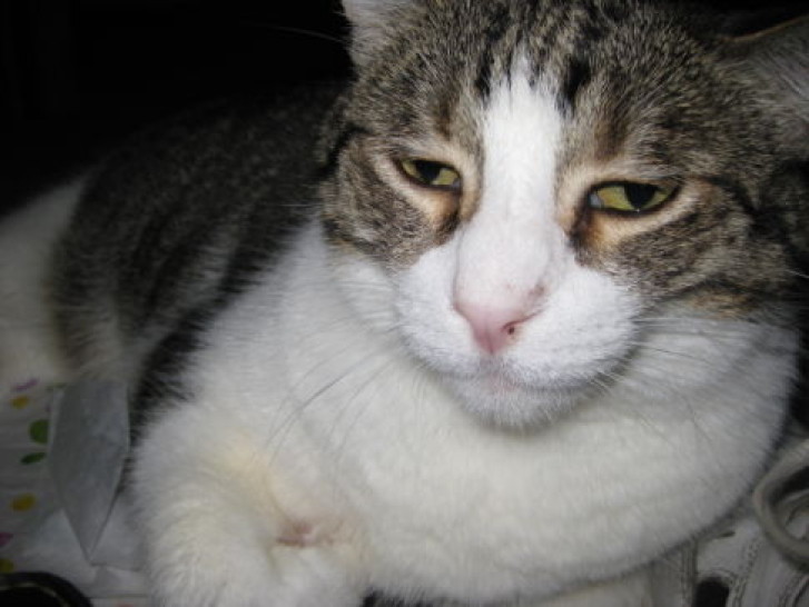 Picture of a cat / kitten / feline