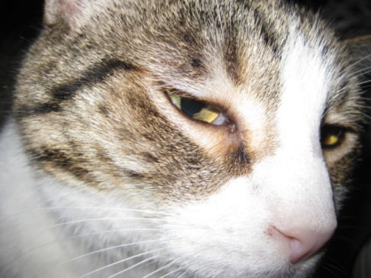 Picture of a cat / kitten / feline