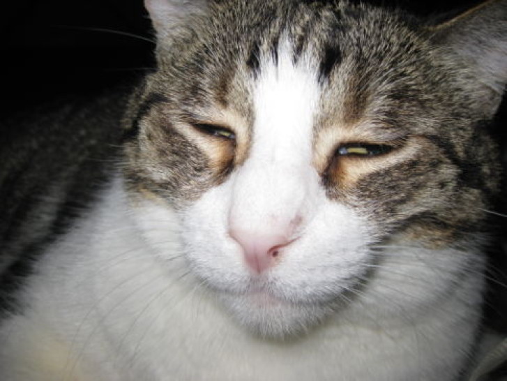 Picture of a cat / kitten / feline