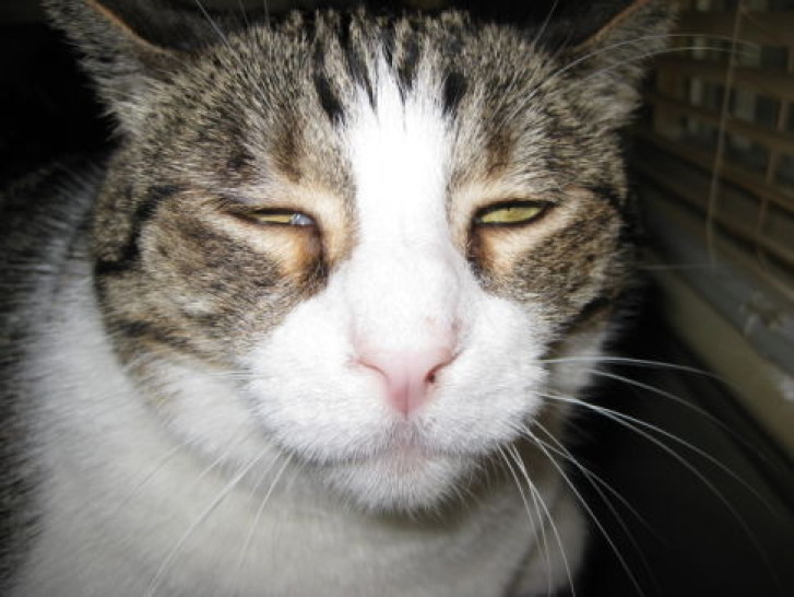 Picture of a cat / kitten / feline