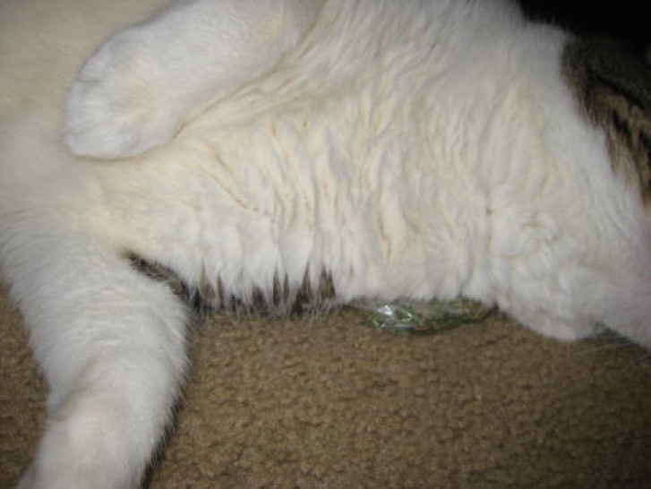 Picture of a cat / kitten / feline