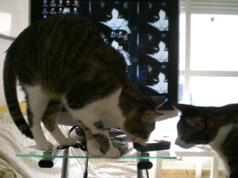 Picture of a cat / kitten / feline