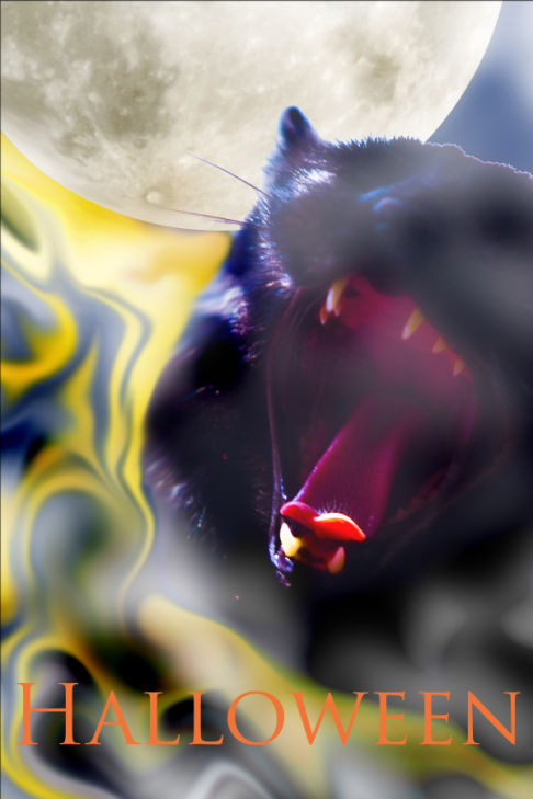 Picture of a cat / kitten / feline