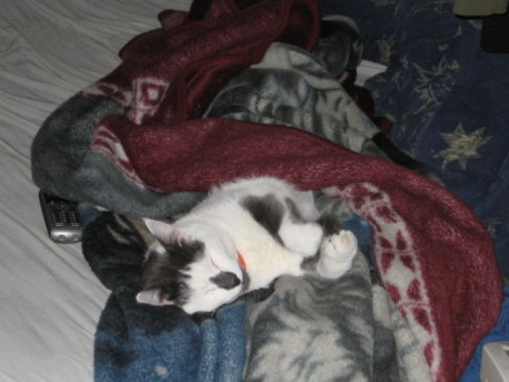 Picture of a cat / kitten / feline