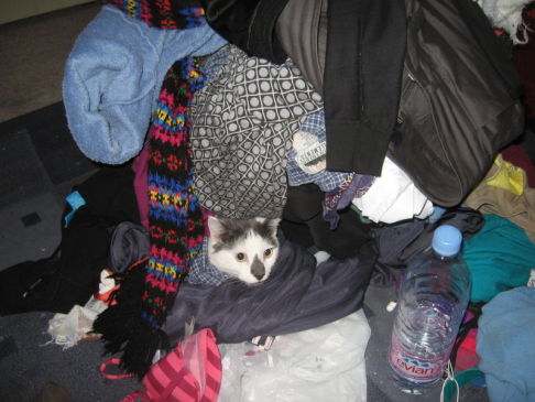 Picture of a cat / kitten / feline