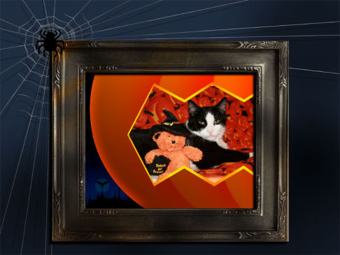 Picture of a cat / kitten / feline