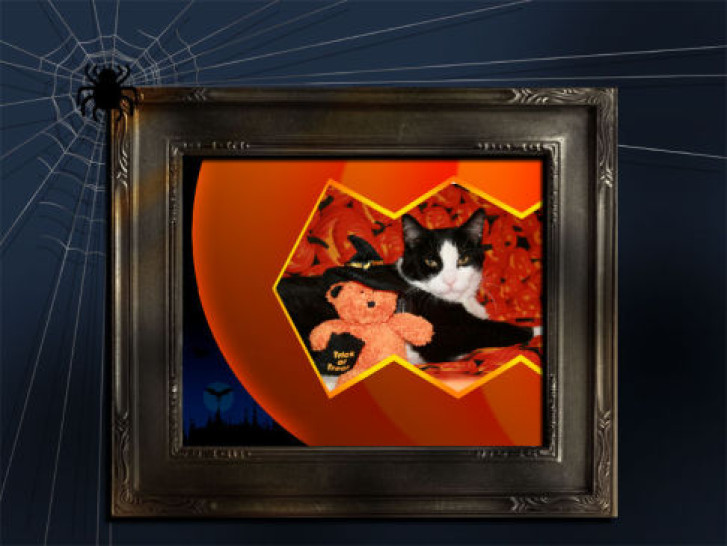 Picture of a cat / kitten / feline